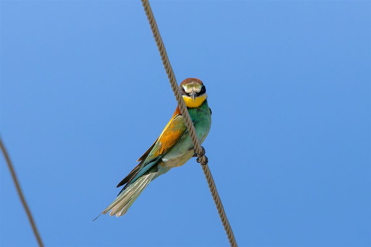 European Bee-eater