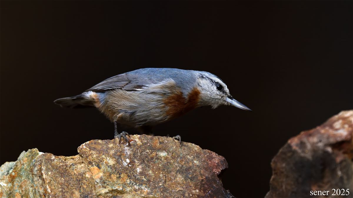 Krüper`s Nuthatch