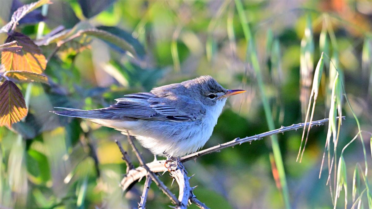 Olive-tree Warbler