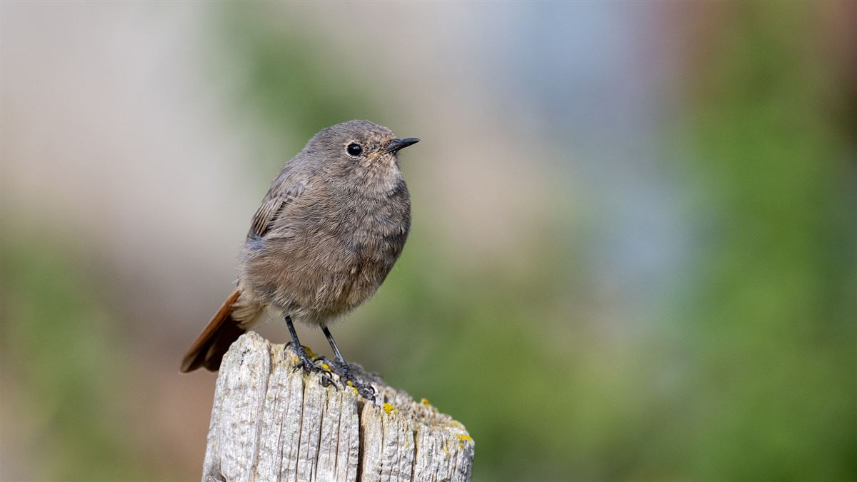 Black Redstart