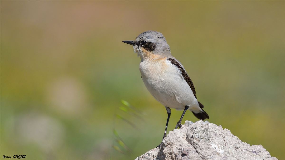 Northern Wheatear