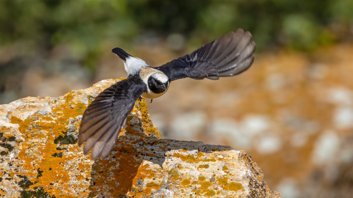 Black-eared Wheatear