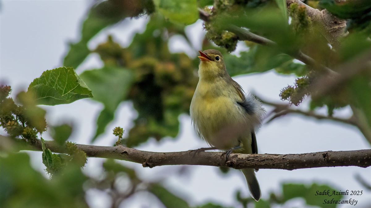 Icterine Warbler