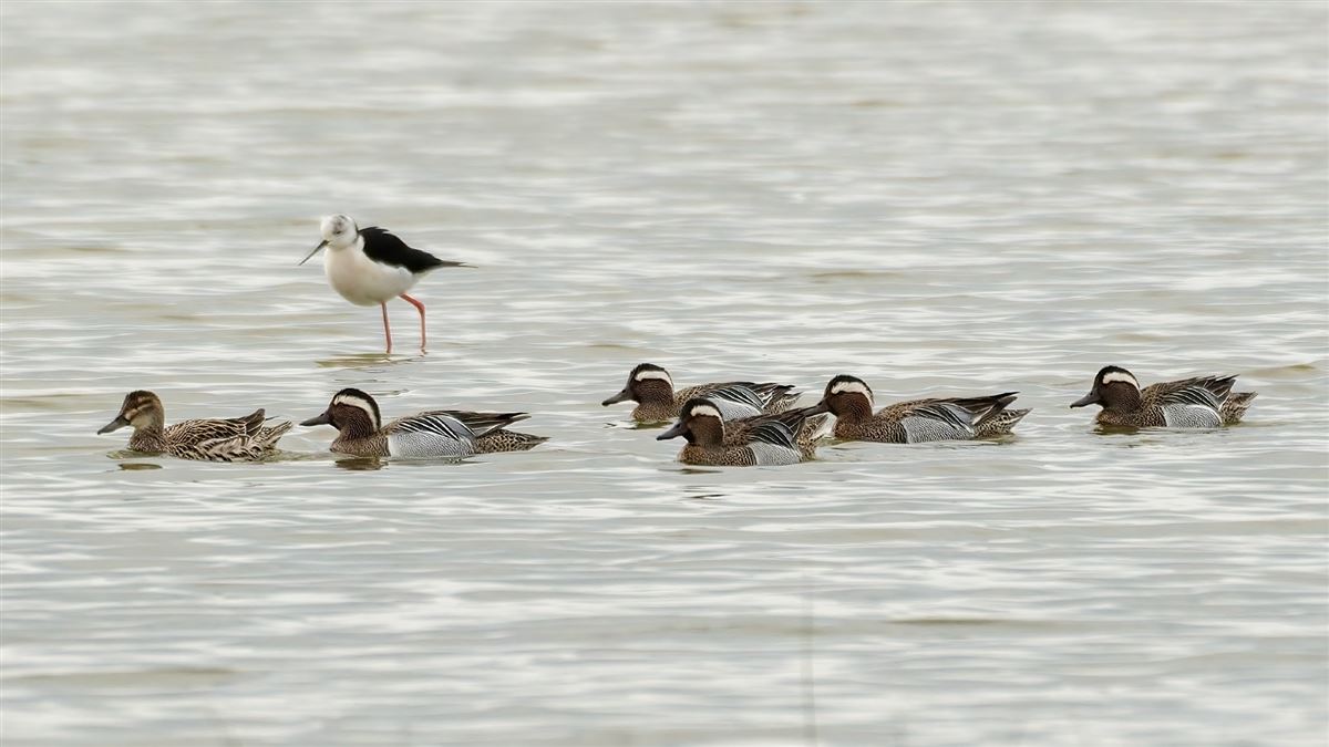 Garganey