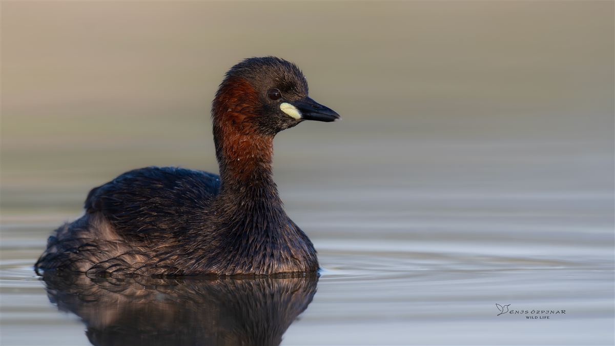 Little Grebe