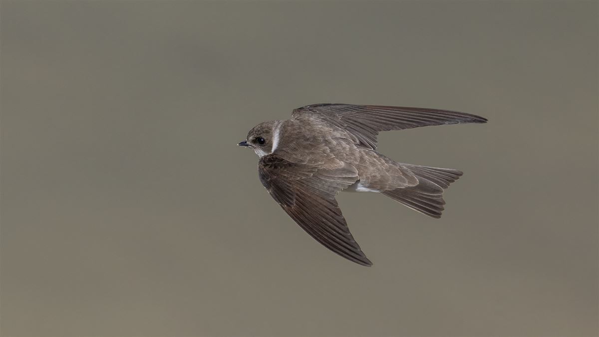 Sand Martin