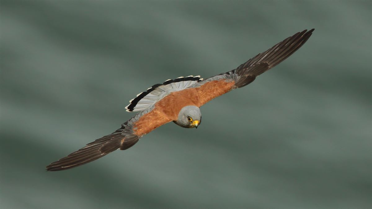 Lesser Kestrel