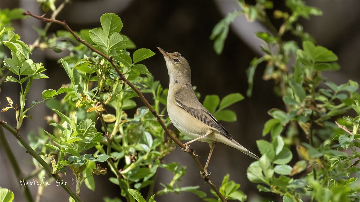 Marsh Warbler