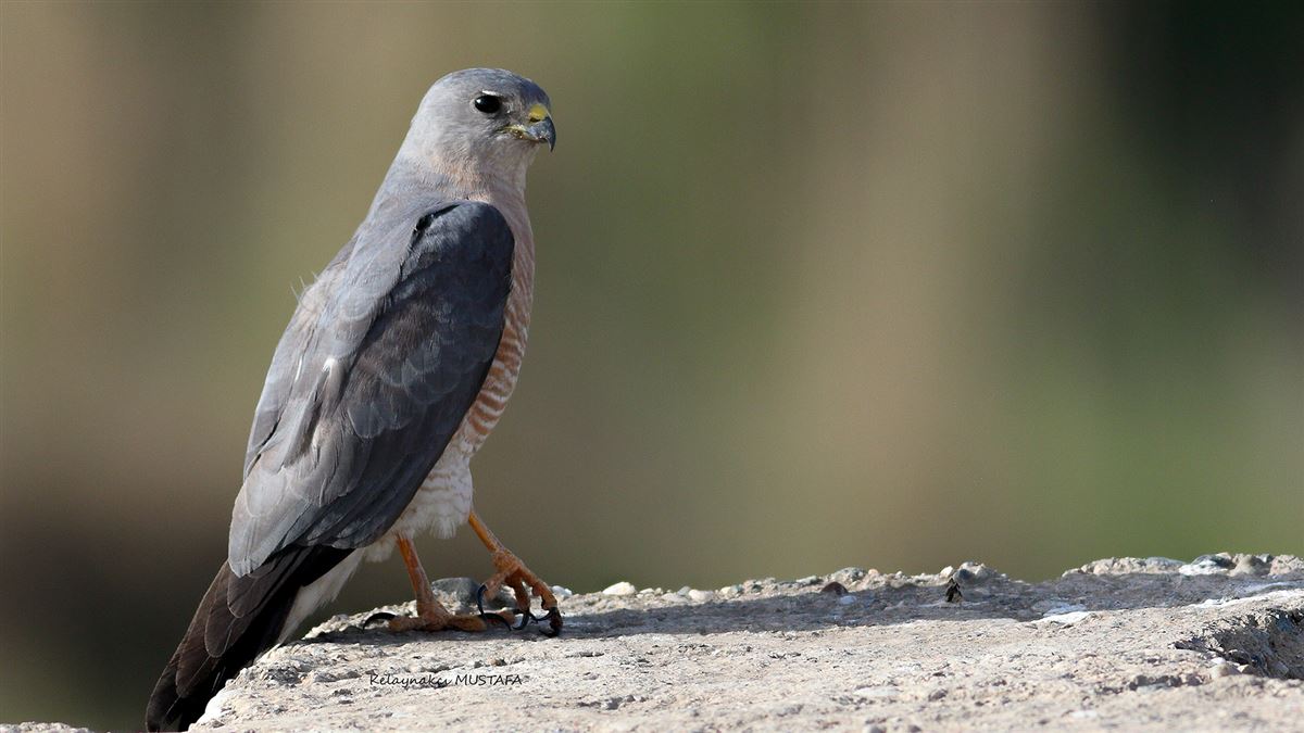 Levant Sparrowhawk