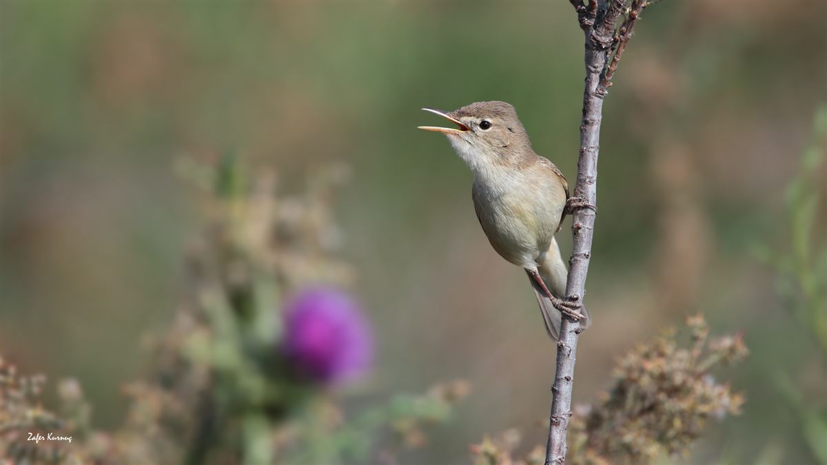 Eastern Olivaceous Warbler