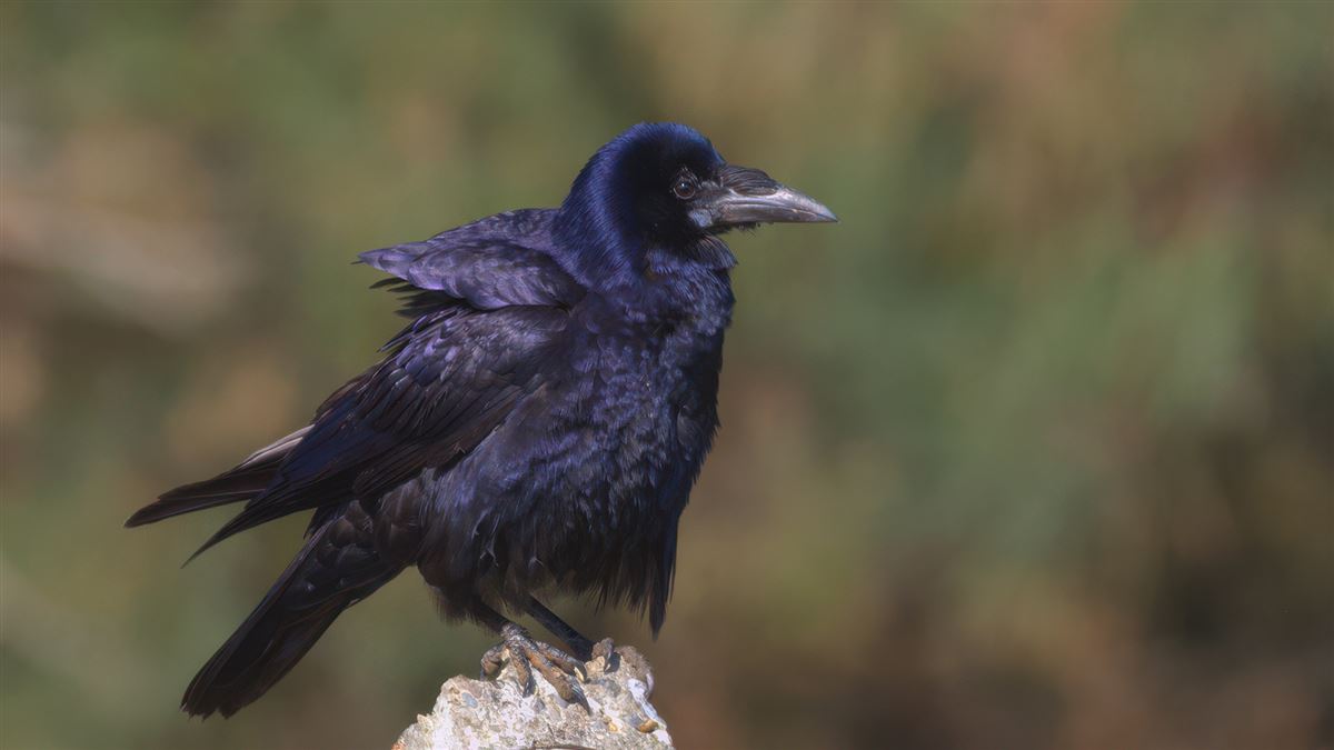 Rook