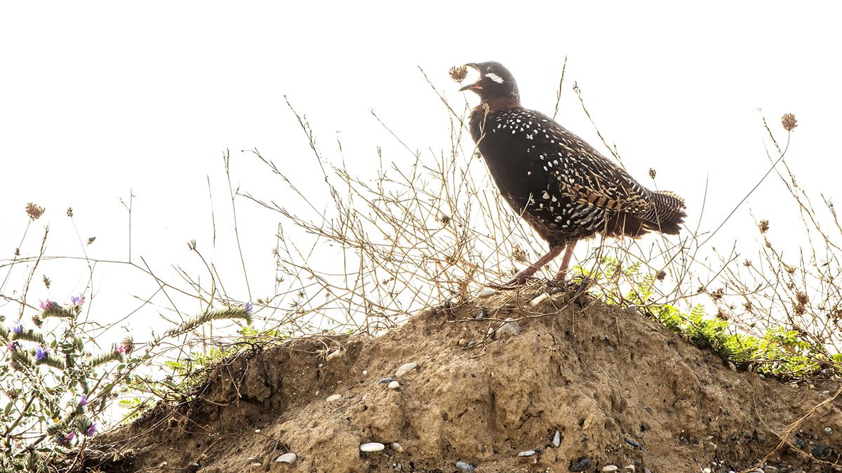 Black Francolin