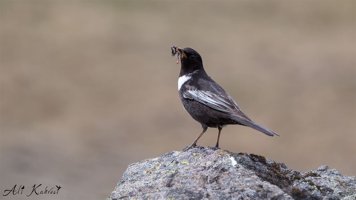 Ring Ouzel