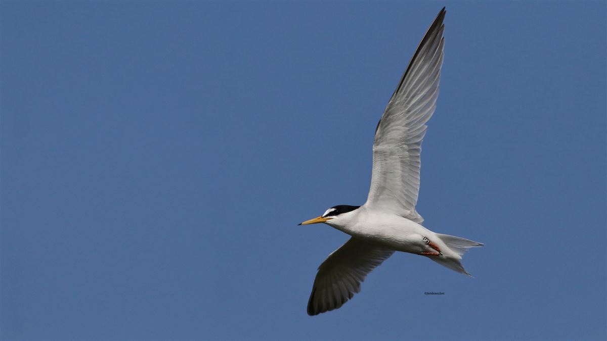 Little Tern