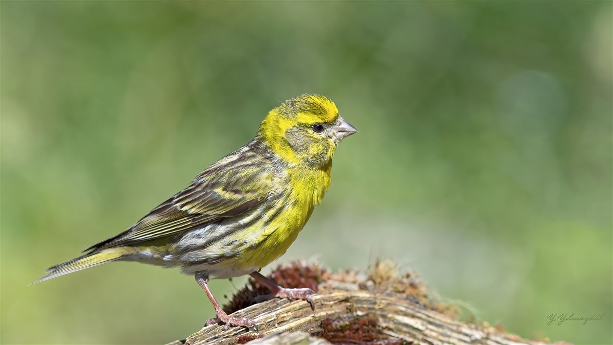 European Serin