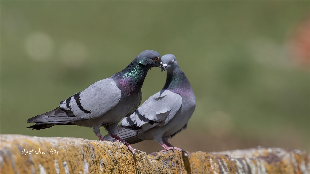 Rock Dove