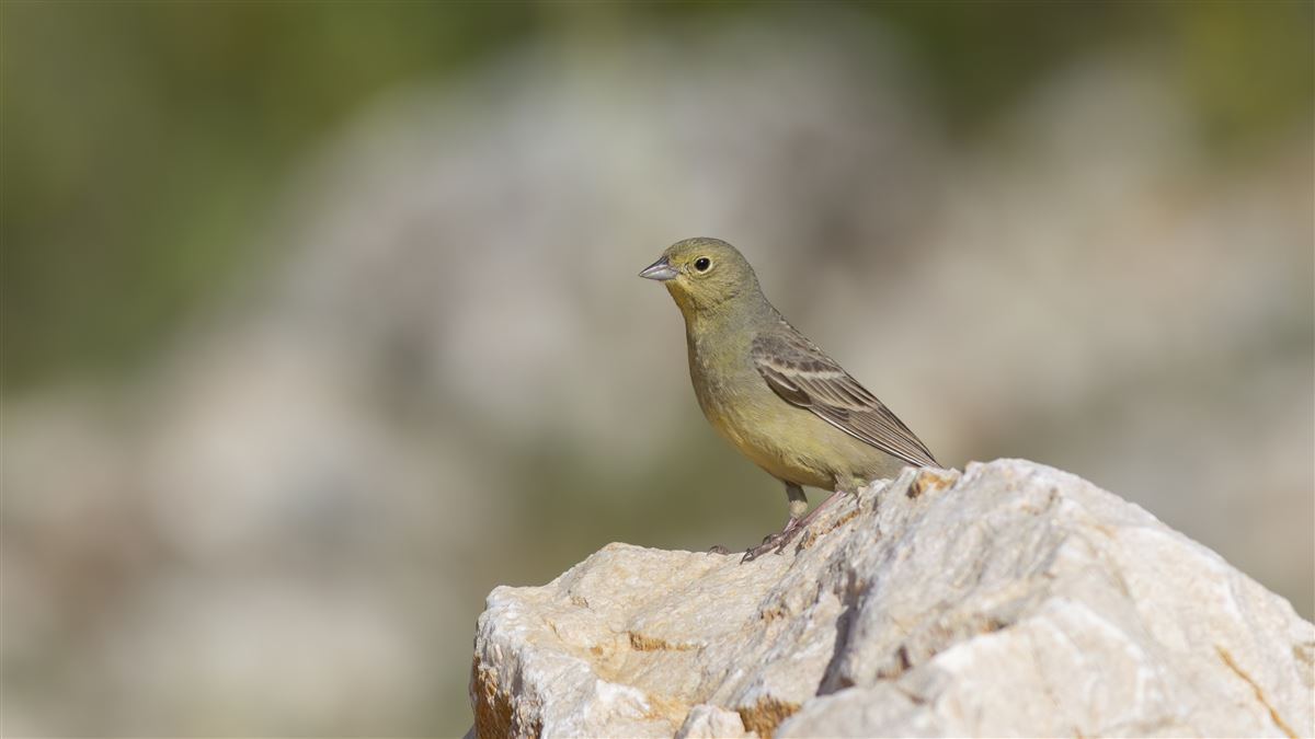 Cinereous Bunting