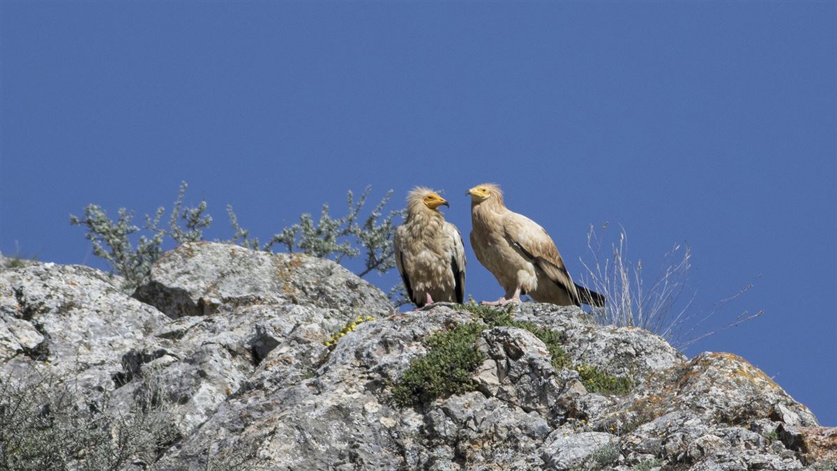 Egyptian Vulture