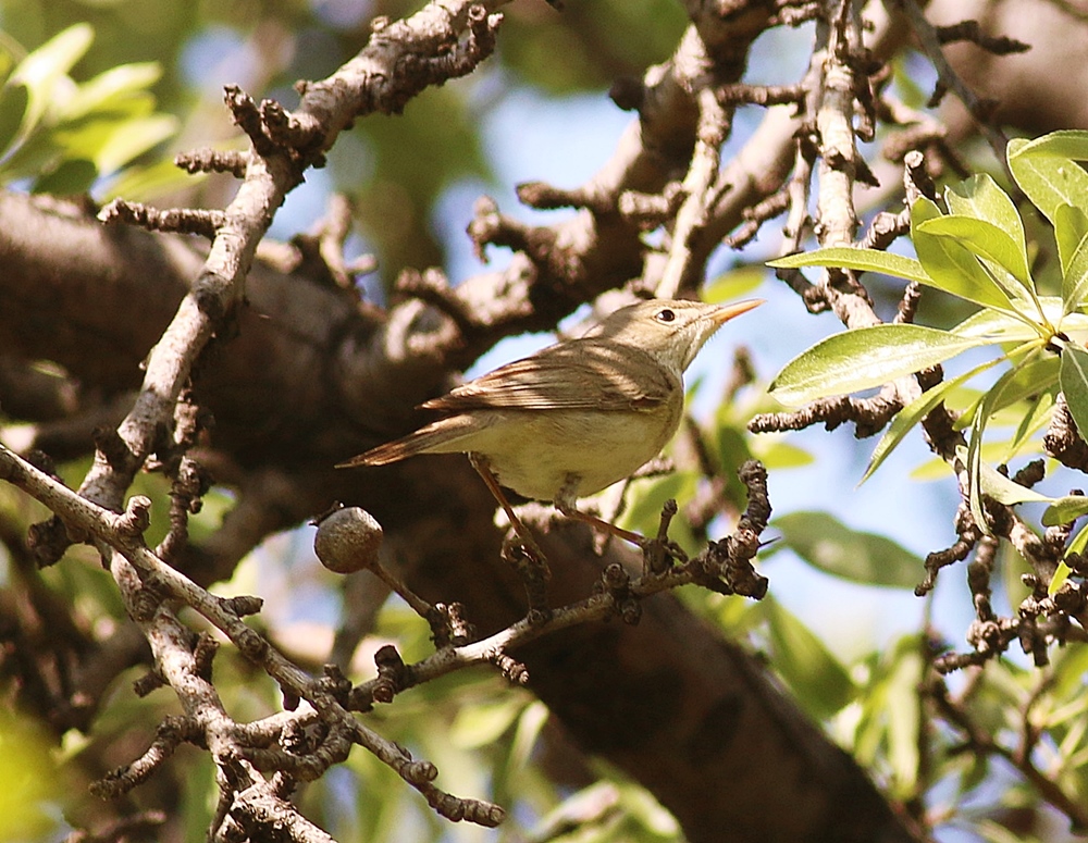 Icterine Warbler