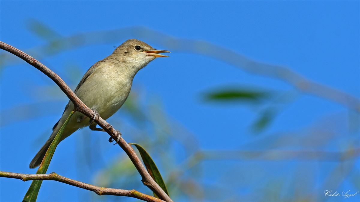 Eastern Olivaceous Warbler