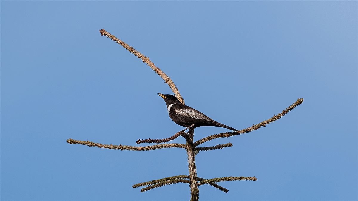 Ring Ouzel