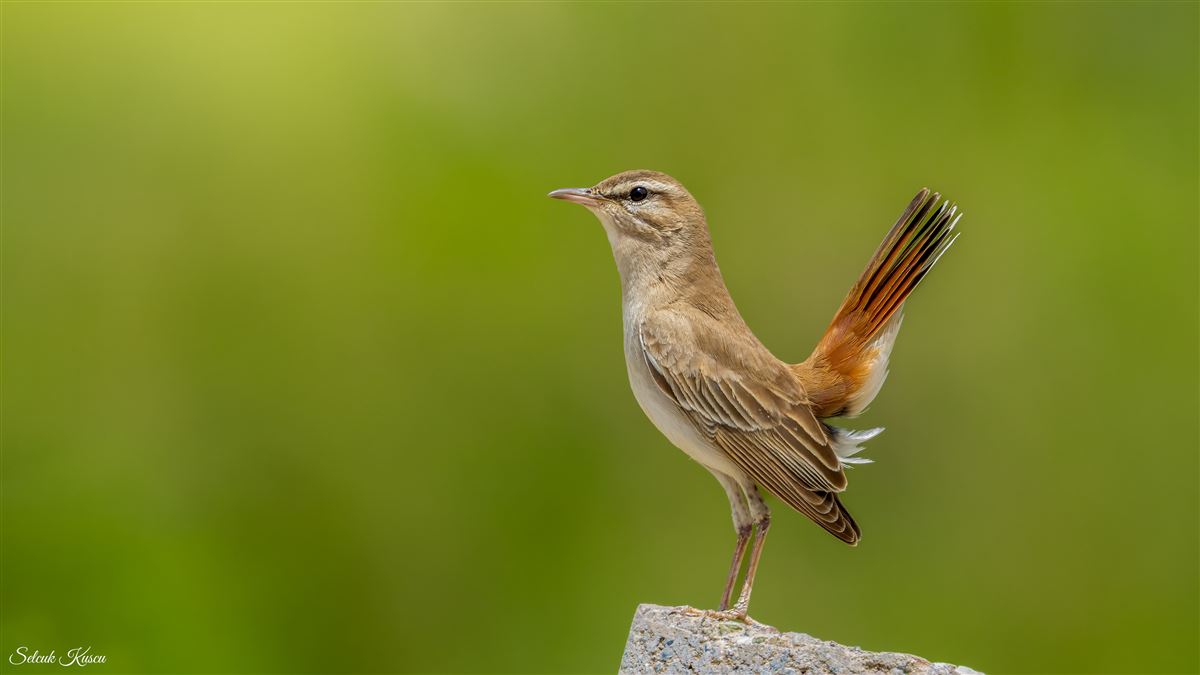 Rufous-tailed Scrub Robin