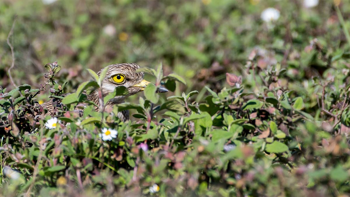 Eurasian Stone-curlew