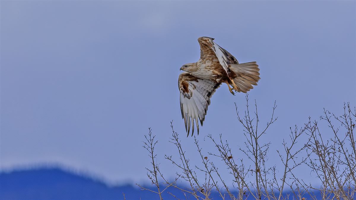 Long-legged Buzzard