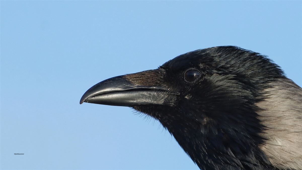 Hooded Crow