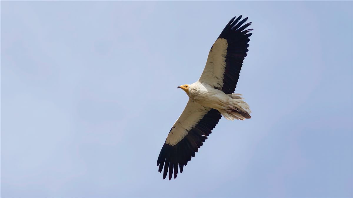 Egyptian Vulture