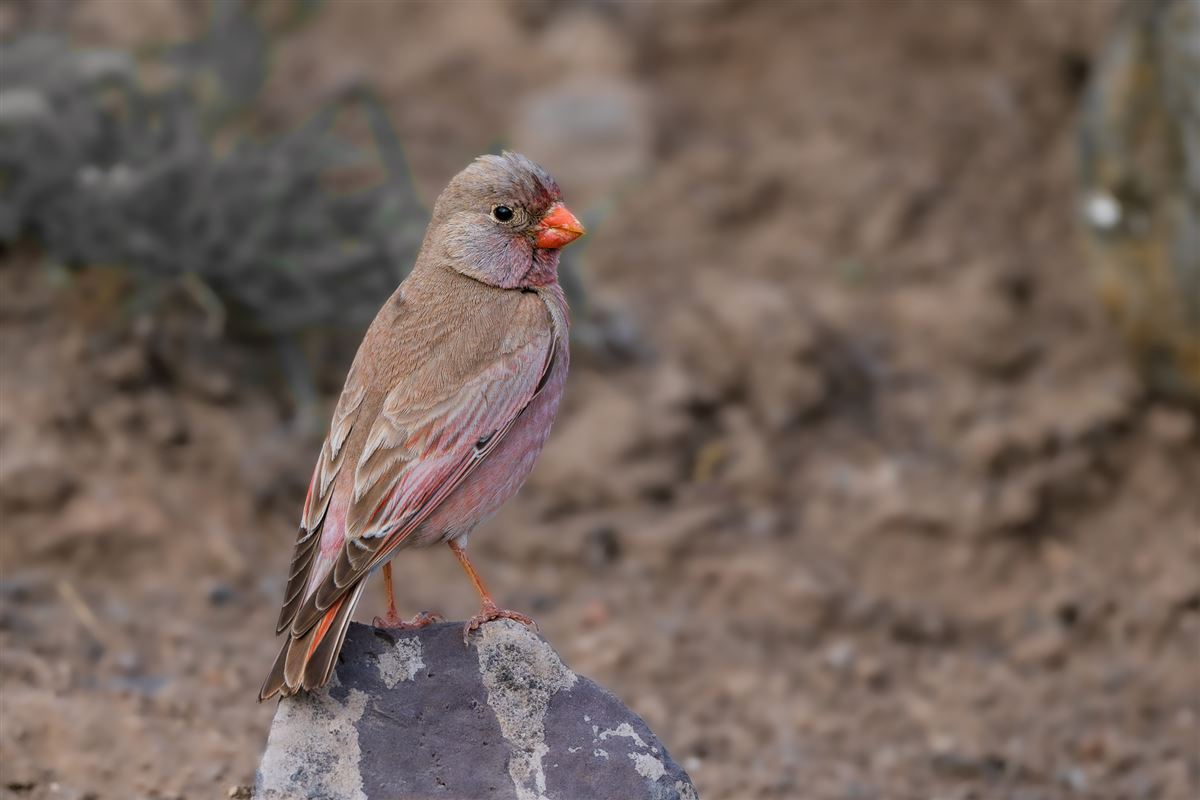 Trumpeter Finch
