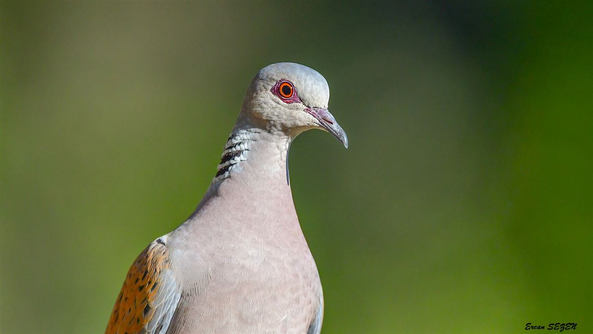 European Turtle Dove