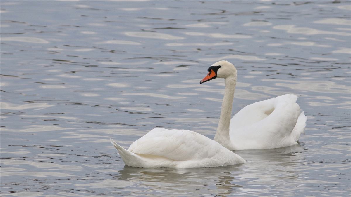 Mute Swan