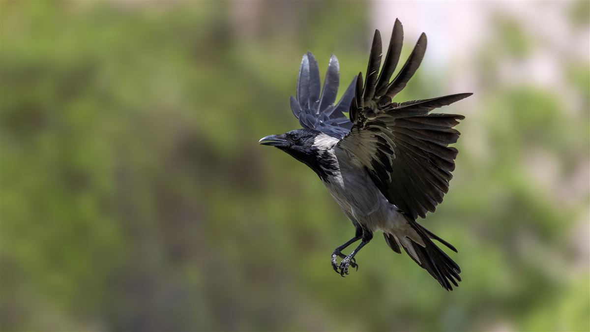 Hooded Crow