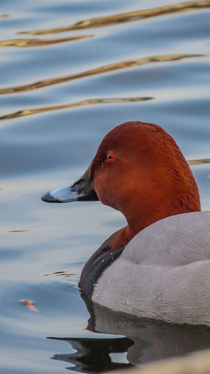 Common Pochard