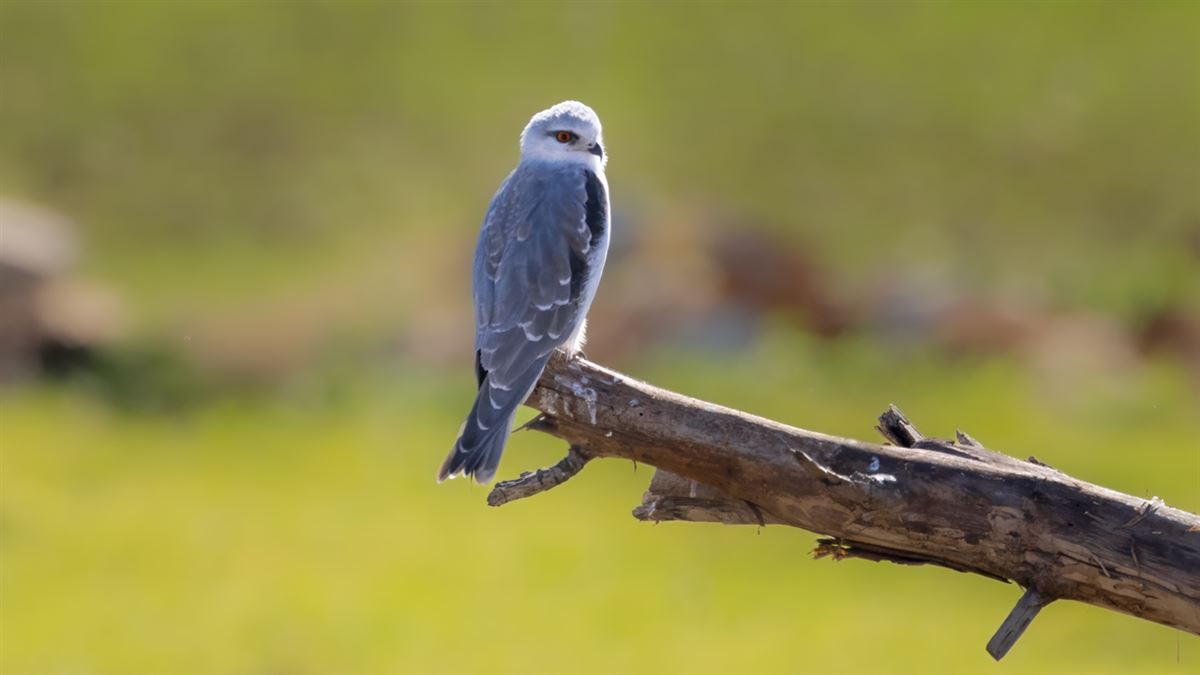 Black-winged Kite