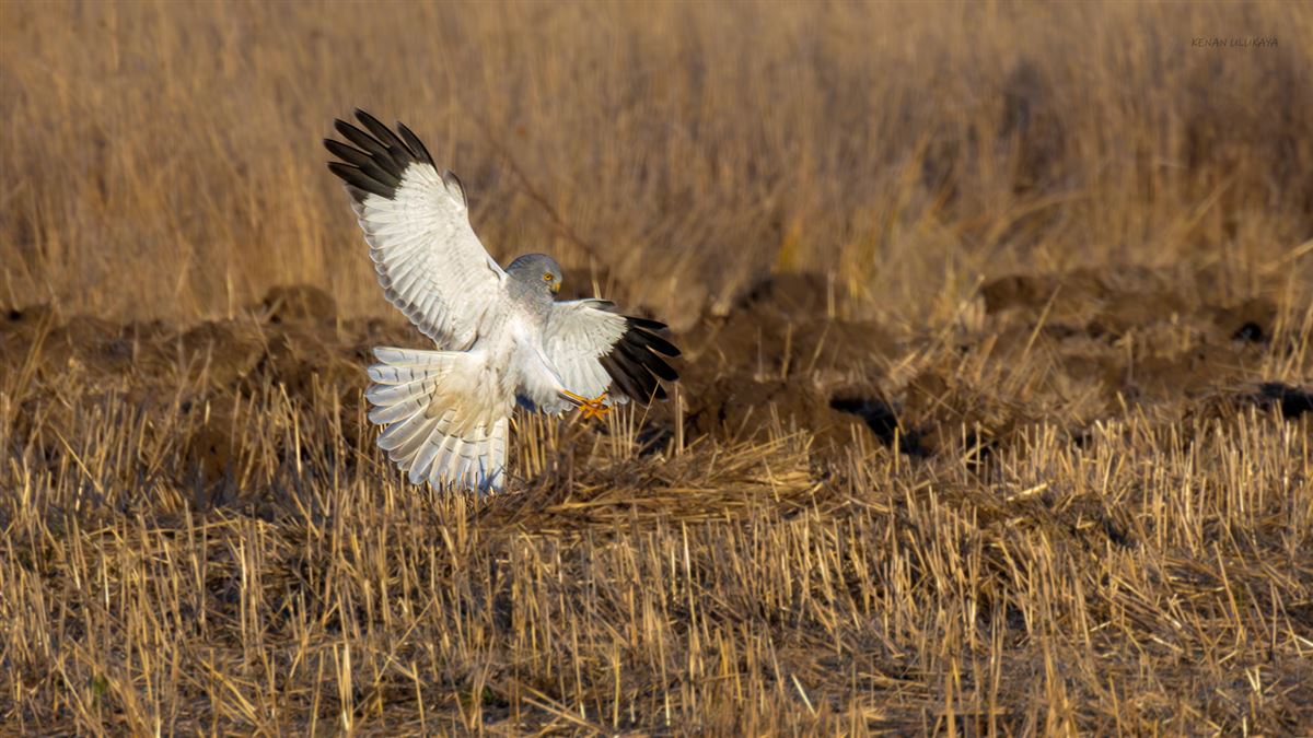 Hen Harrier