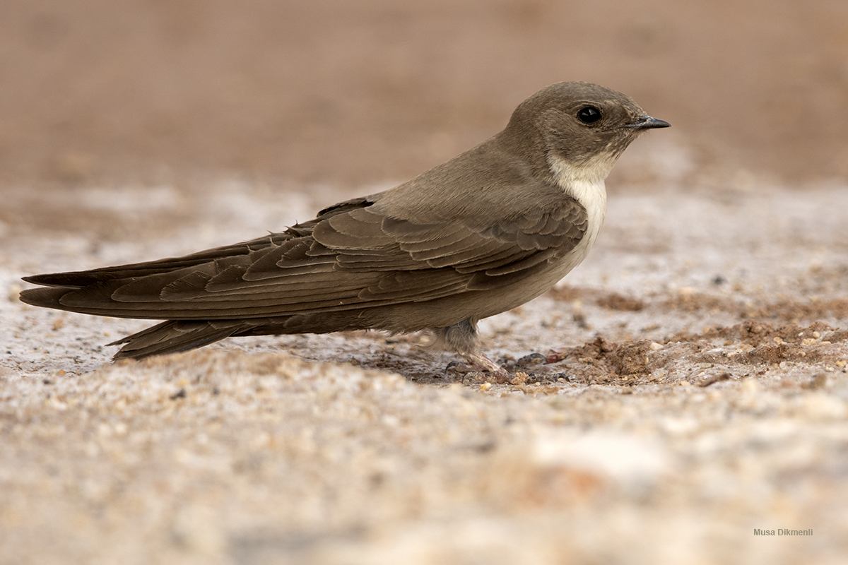 Eurasian Crag Martin