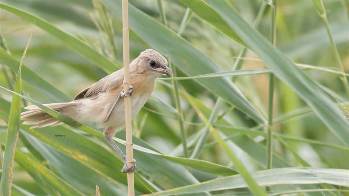 Iraq Babbler