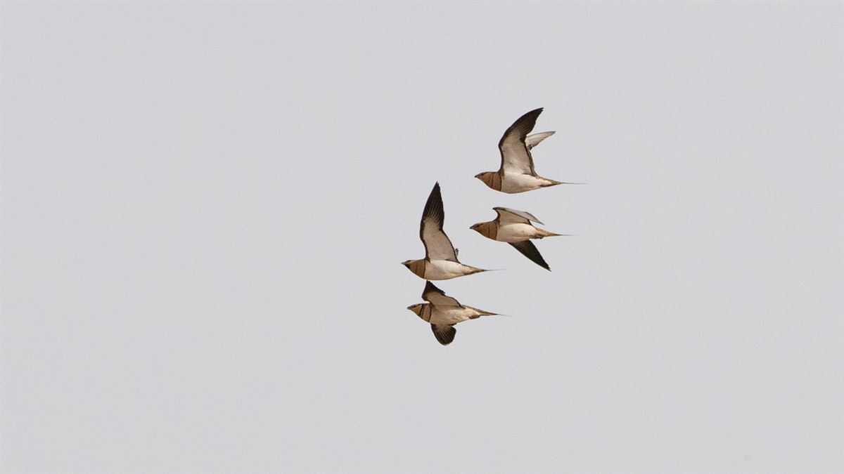 Pin-tailed Sandgrouse