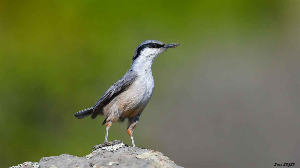 Western Rock Nuthatch