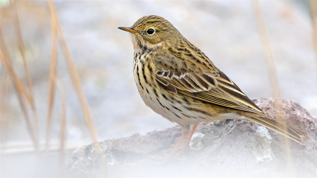 Meadow Pipit
