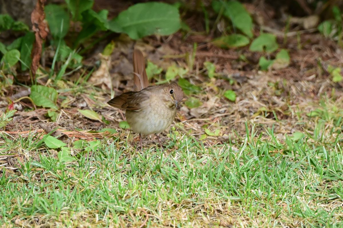 Thrush Nightingale