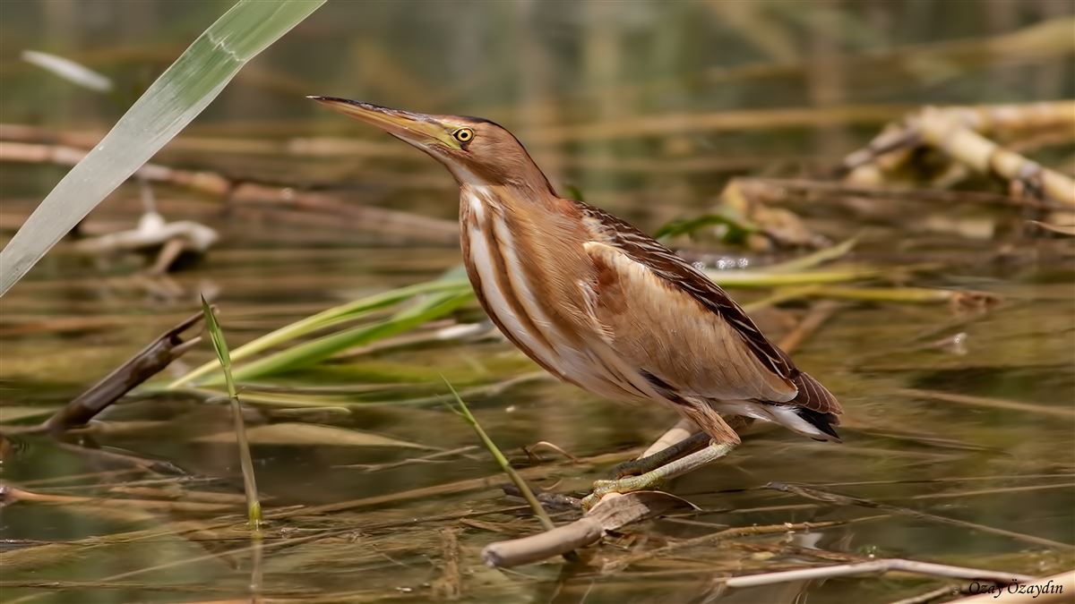Little Bittern