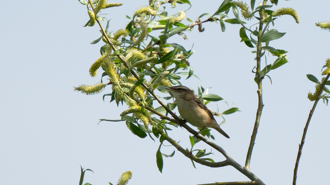 Sedge Warbler