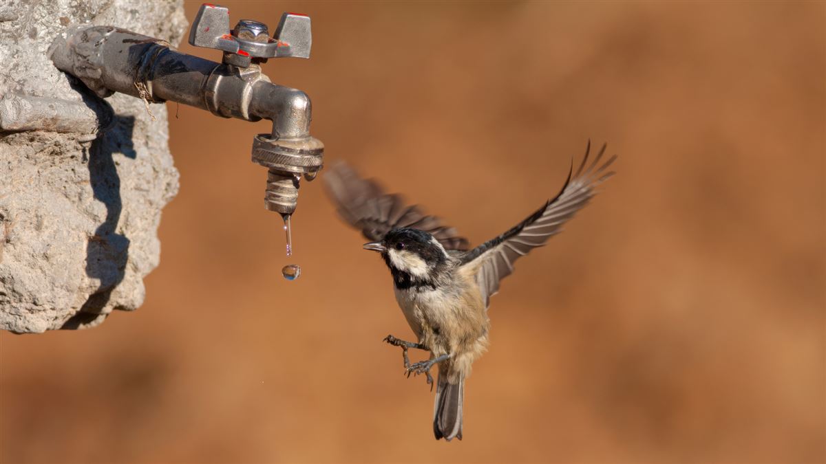 Coal Tit