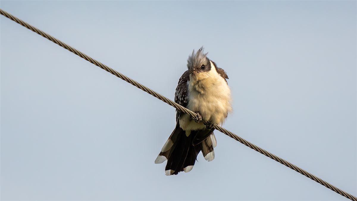 Great Spotted Cuckoo