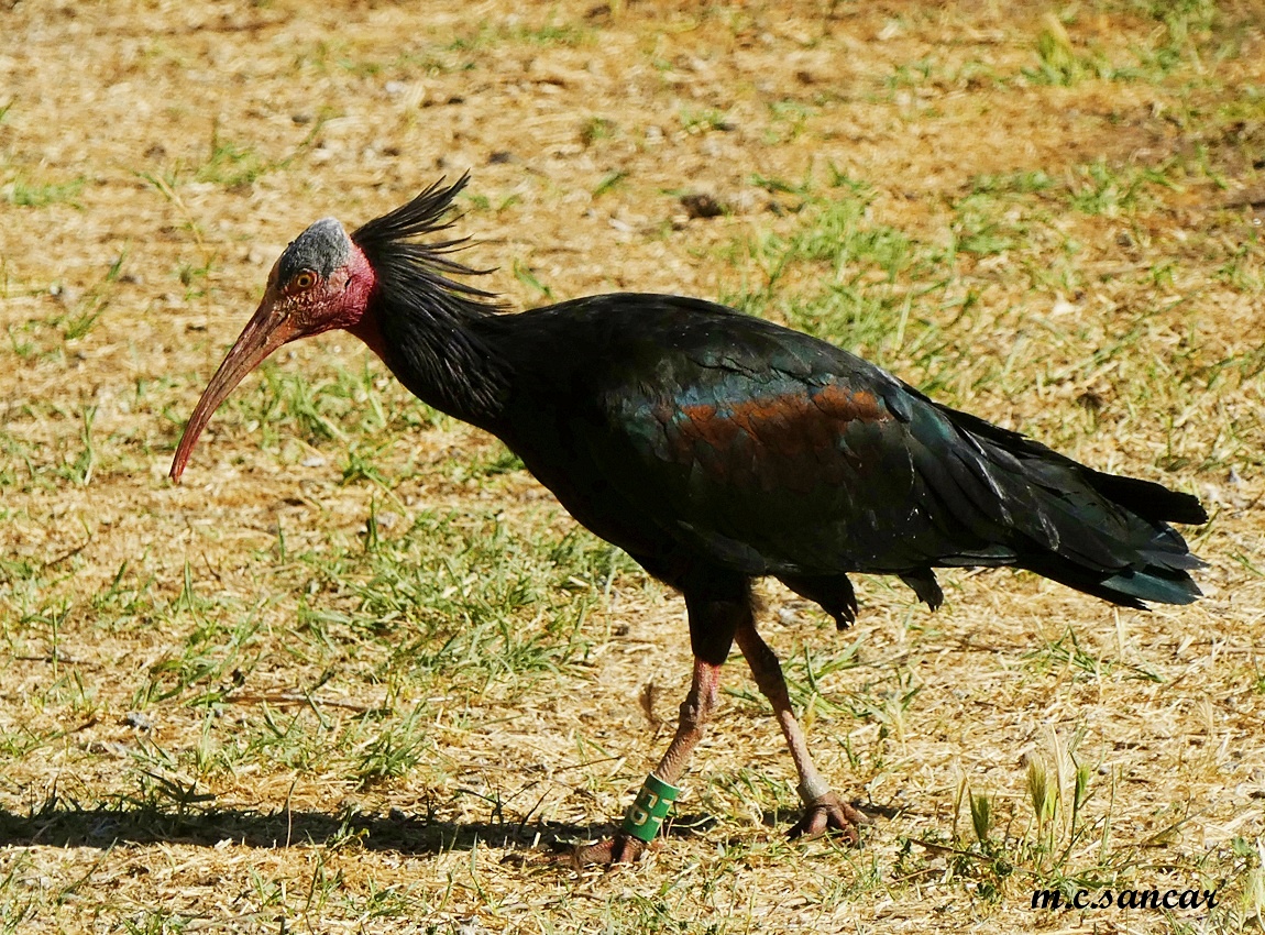 Northern Bald Ibis