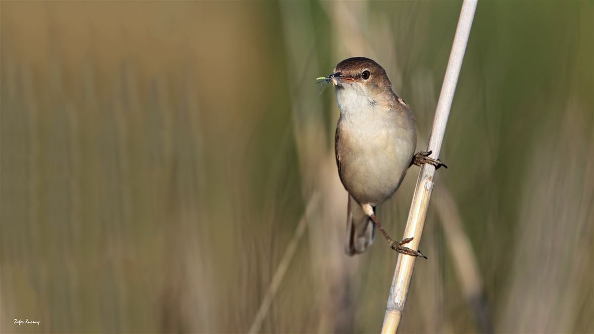 Common Reed Warbler