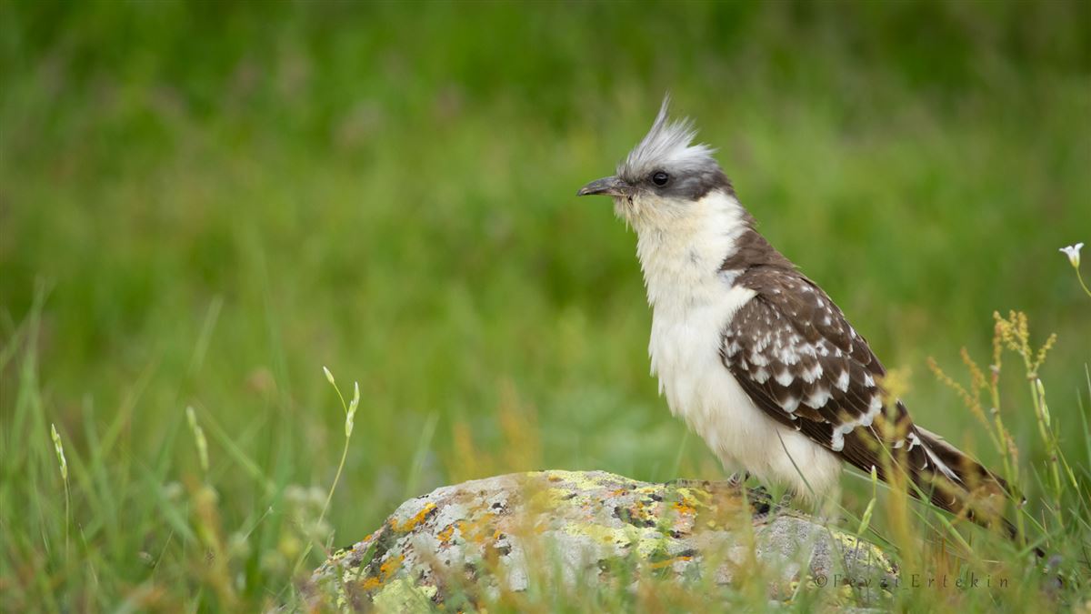 Great Spotted Cuckoo